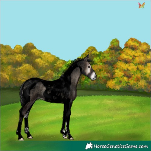 Horse Color:Void Blue Onyx Roan Tobiano 
