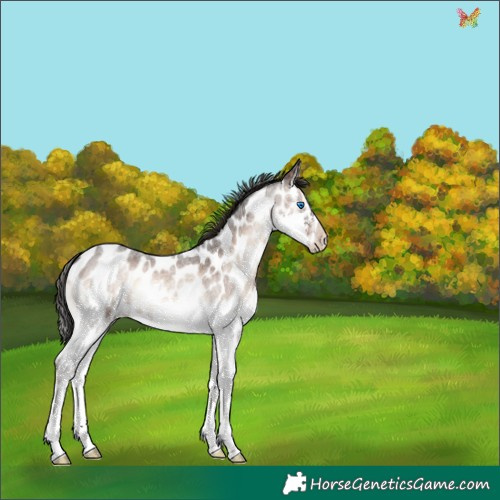 Horse Color:Liver Red Onyx Roan Splash Appaloosa 