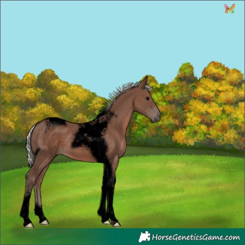 Horse Color:Void Silver Black Tobiano