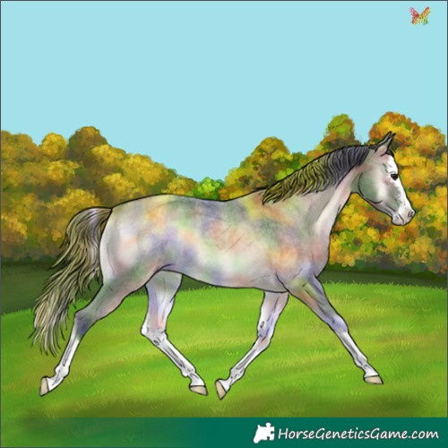 Horse Color:Nacre Brown Roan Onyx Splash 