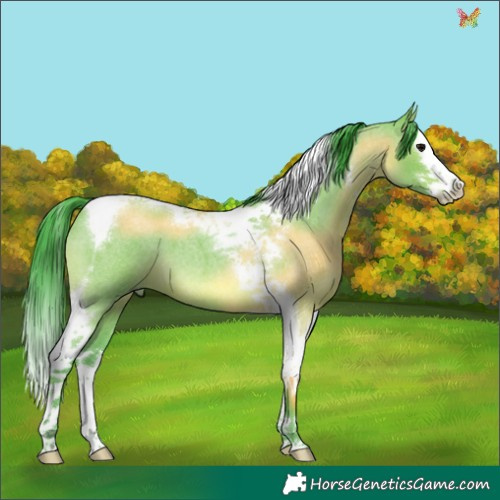 Horse Color:Watercolor Grullo Roan Splash Tobiano 