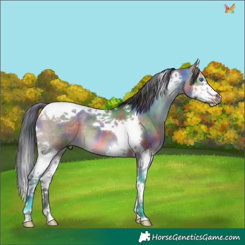 Horse Color:Nacre Brown Dun Splash Tobiano