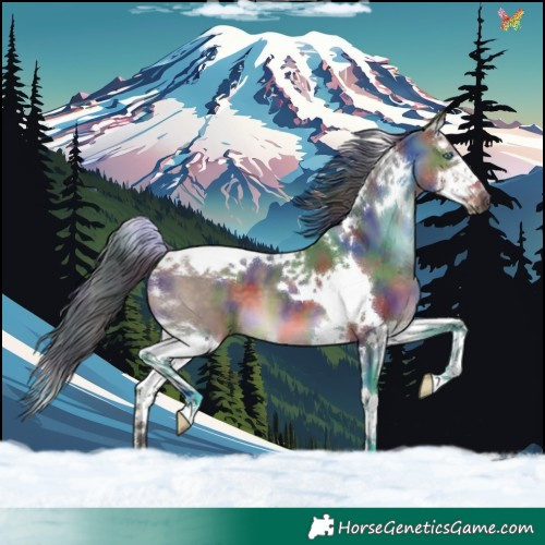 Horse Color:Nacre Brown Dun Splash Tobiano 
