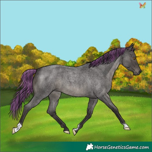 Horse Color:Painted Smoky Blue Roan 