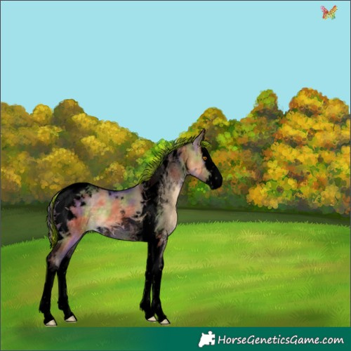 Horse Color:Void Painted Nacre Buckskin Dun Splash Tobiano 
