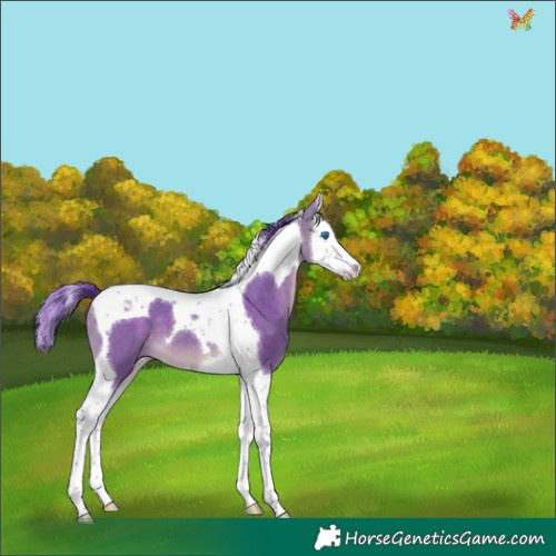 Horse Color:Watercolor Buckskin Dun Splash Tobiano 
