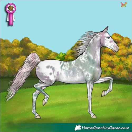 Horse Color:Watercolor White Spotted Silver Brown Dun Splash Appaloosa Rabicano 