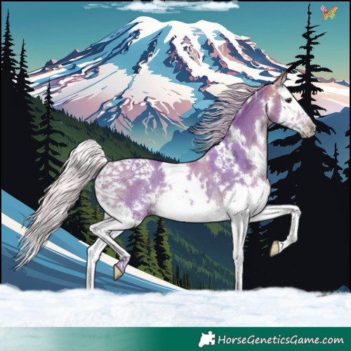Horse Color:Watercolor White Spotted Silver Bay Splash Rabicano 