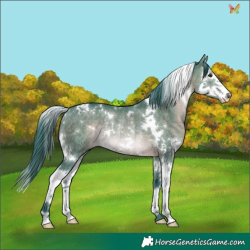 Horse Color:Watercolor White Spotted Brown Dun Splash Rabicano 