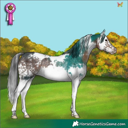 Horse Color:White Spotted Brown Splash Rabicano 