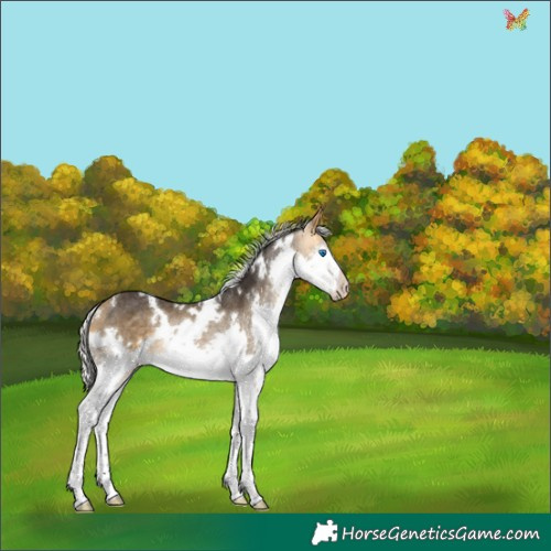 Horse Color:White Spotted Silver Buckskin Splash Rabicano