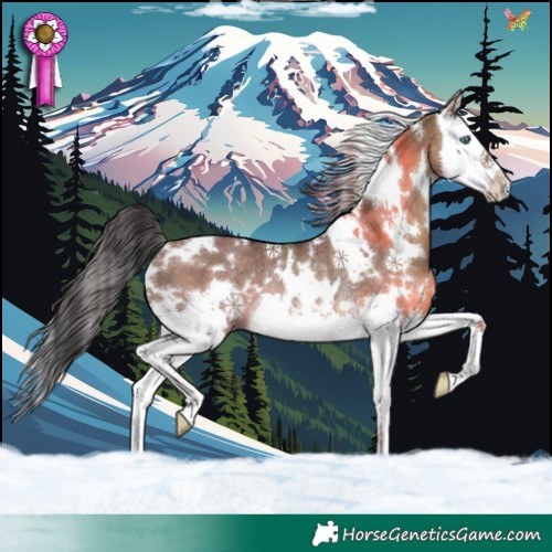 Horse Color:White Spotted Brown Dun Splash Rabicano 