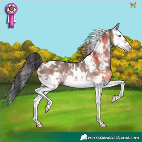 Horse Color:White Spotted Brown Dun Splash Rabicano 