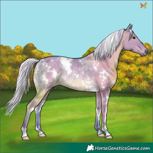 Horse Color:Watercolor White Spotted Silver Grullo Rabicano 