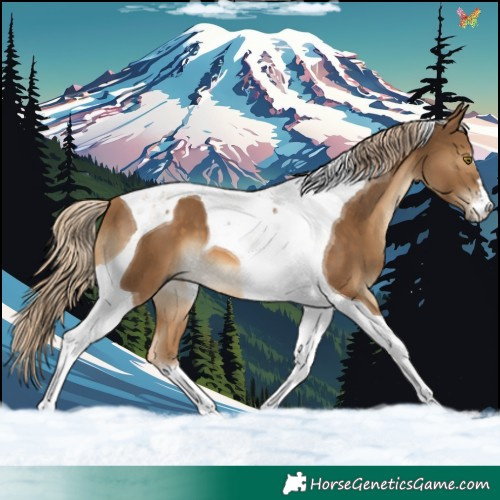 Horse Color:Chocolate Palomino Tobiano 