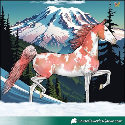 Horse Color:Watercolor White Spotted Liver Chestnut Splash 