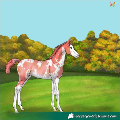 Horse Color:Watercolor White Spotted Liver Chestnut Splash 