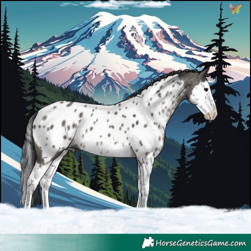 Horse Color:Grullo Splash Appaloosa 