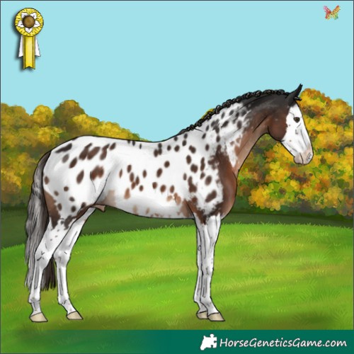 Horse Color:Liver Chestnut Splash Appaloosa 