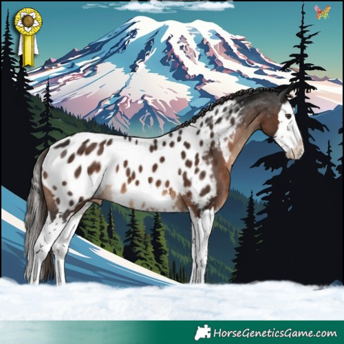 Horse Color:Liver Chestnut Splash Appaloosa 