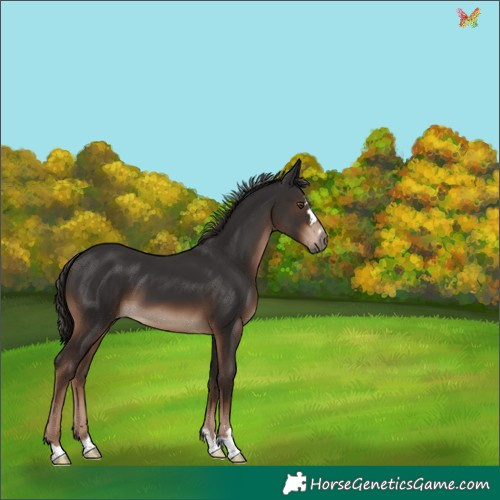 Horse Color:Liver Chestnut 