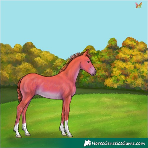 Horse Color:Watercolor Liver Chestnut 