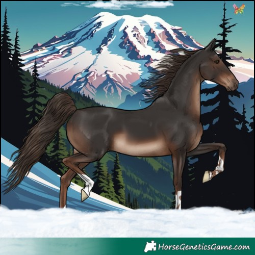Horse Color:Liver Chestnut 