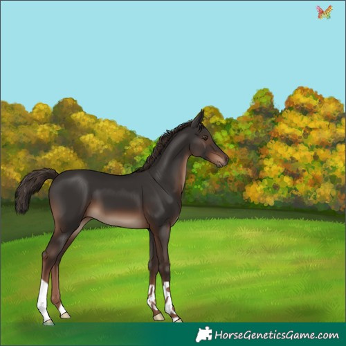 Horse Color:Liver Chestnut 