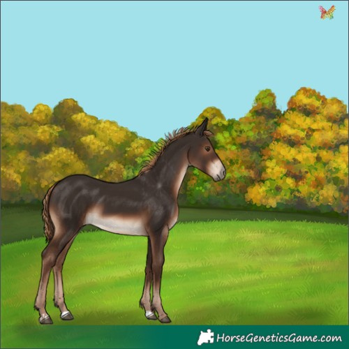 Horse Color:Liver Chestnut 