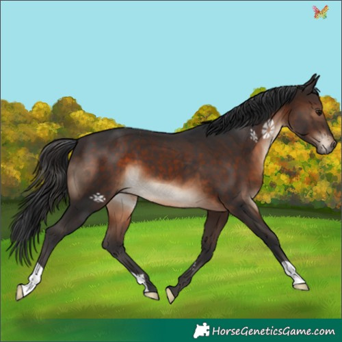 Horse Color:Brown 