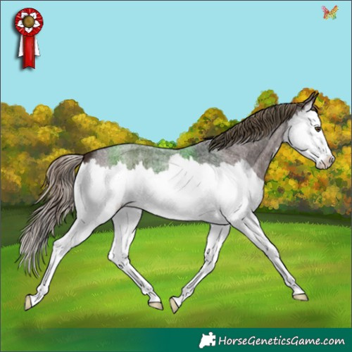 Horse Color:Liver Red Roan Splash 