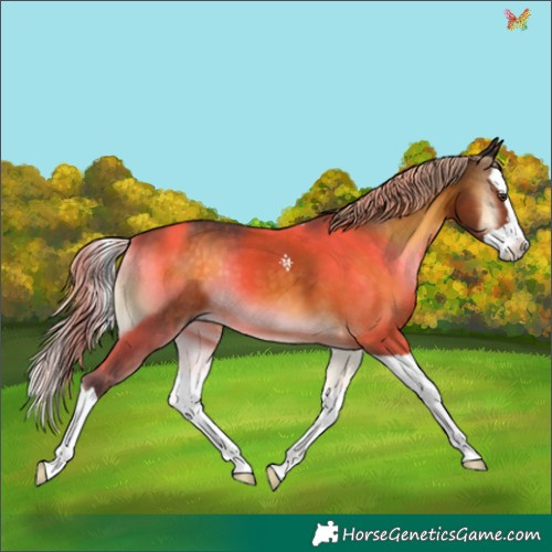 Horse Color:Chocolate Palomino Onyx Splash 