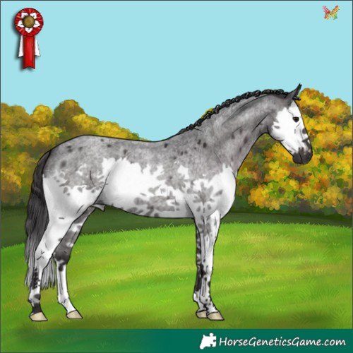 Horse Color:Smoky Blue Roan Splash 