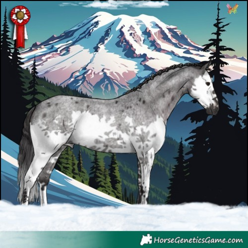 Horse Color:Smoky Blue Roan Splash 