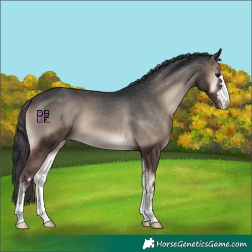 Horse Color:Blue Onyx Appaloosa 