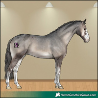 Horse Color:Blue Onyx Appaloosa 