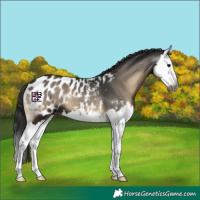 Horse Color:Gray Blue Onyx Splash Appaloosa