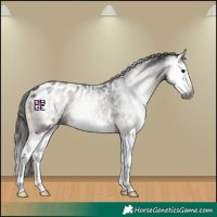 Horse Color:Gray Blue Onyx Splash Appaloosa 