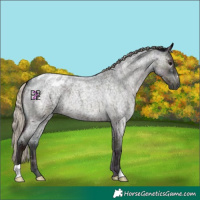 Horse Color:Gray Midnight Silver Blue Onyx Roan Appaloosa 