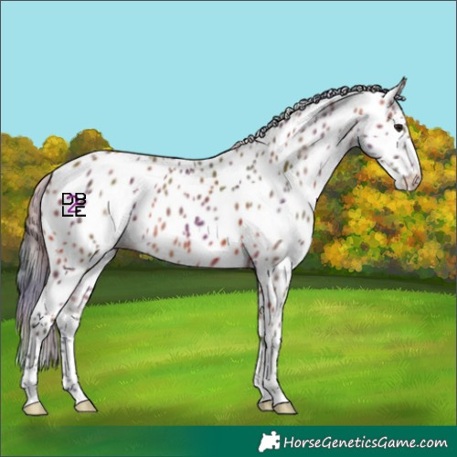 Horse Color:Nacre Bay Appaloosa 