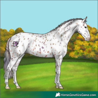 Horse Color:Nacre Bay Leopard 