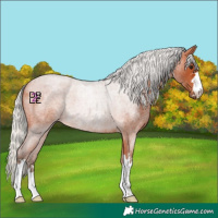 Horse Color:Silver Bay Roan