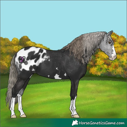 Horse Color:Liver Chestnut Mushroom Appaloosa 