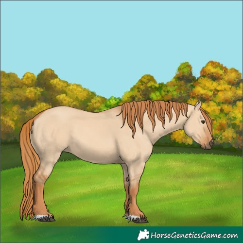 Horse Color:Red Dun 