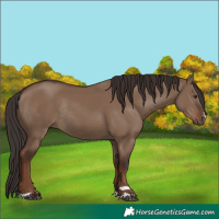 Horse Color:Liver Red Dun Rabicano 