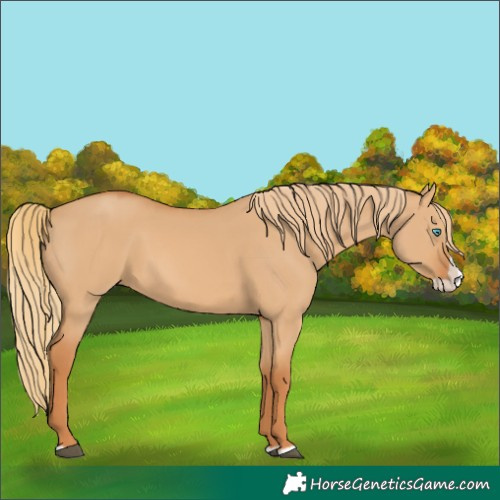 Horse Color:Red Dun Splash