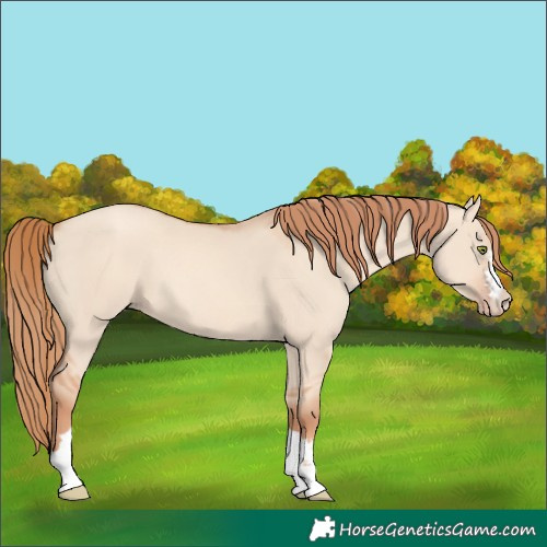 Horse Color:Gold Champagne Dun 