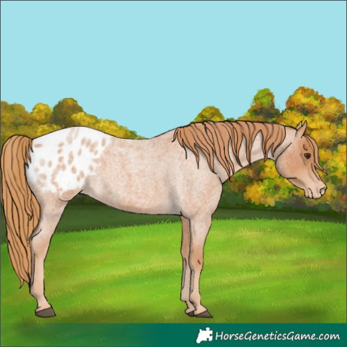Horse Color:Red Roan Appaloosa