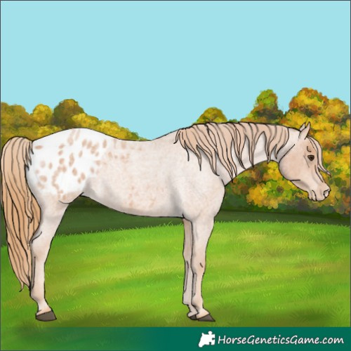 Horse Color:Red Roan Appaloosa 