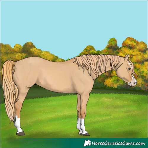 Horse Color:Red Dun Splash